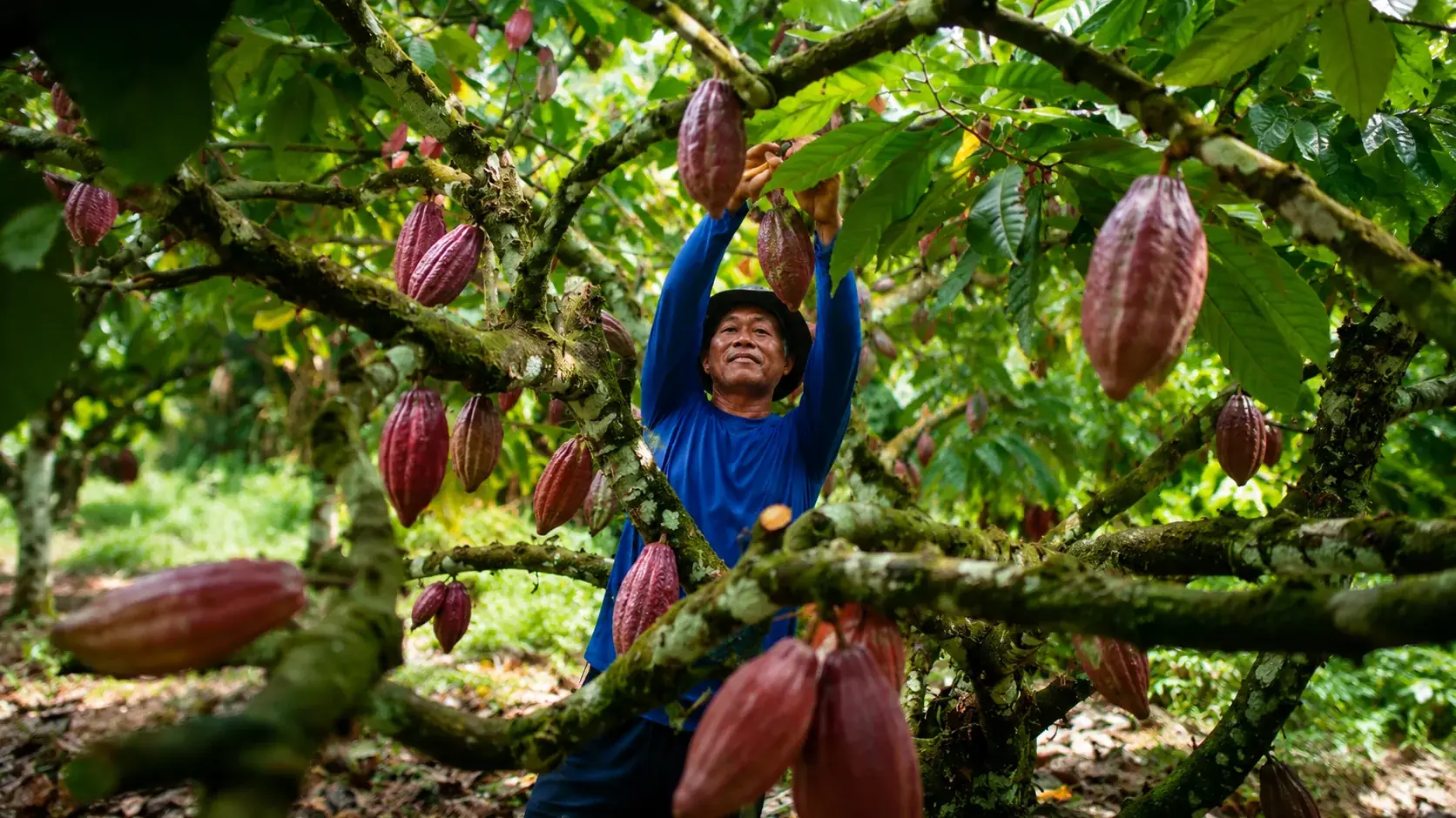 Panen kakao anggota, Mura Kopa Agro
