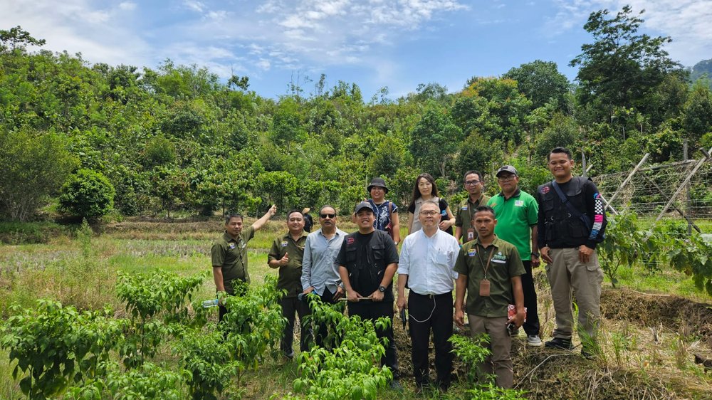 Delegasi ICA-IDACA mengunjungi kebun anggota CU Mura Kopa, melihat langsung tanaman cabai, lada, kakao, dan kacang