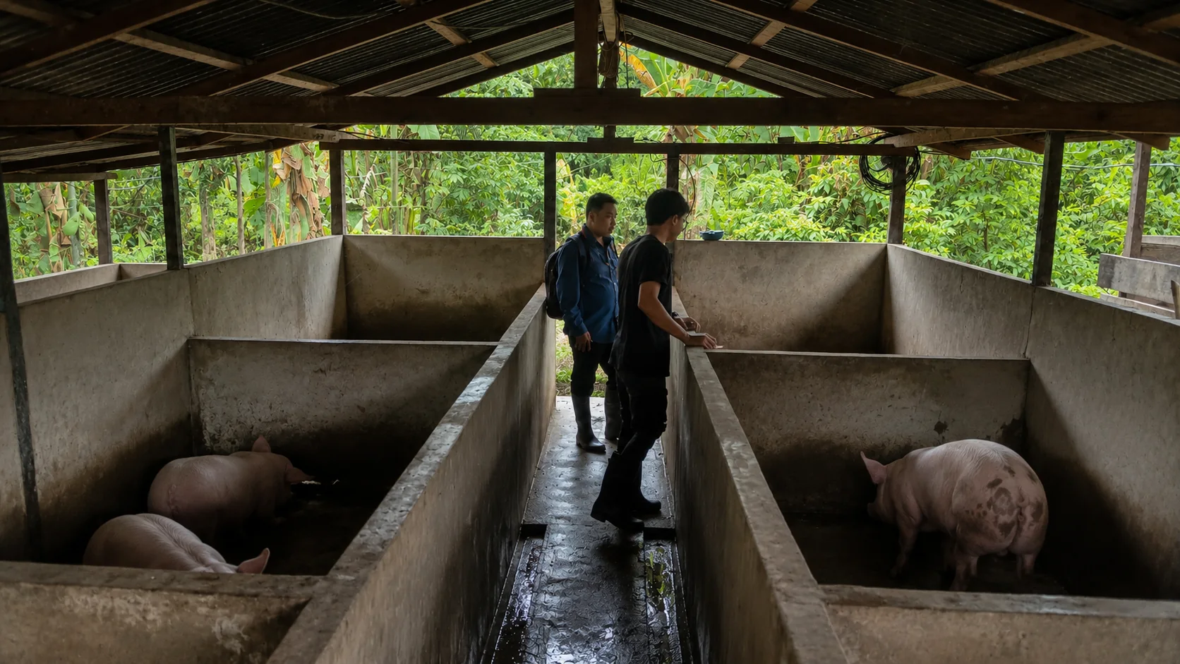 Demplot peternakan babi MK Agro, kandang babi yang dikelola bersama petani anggota