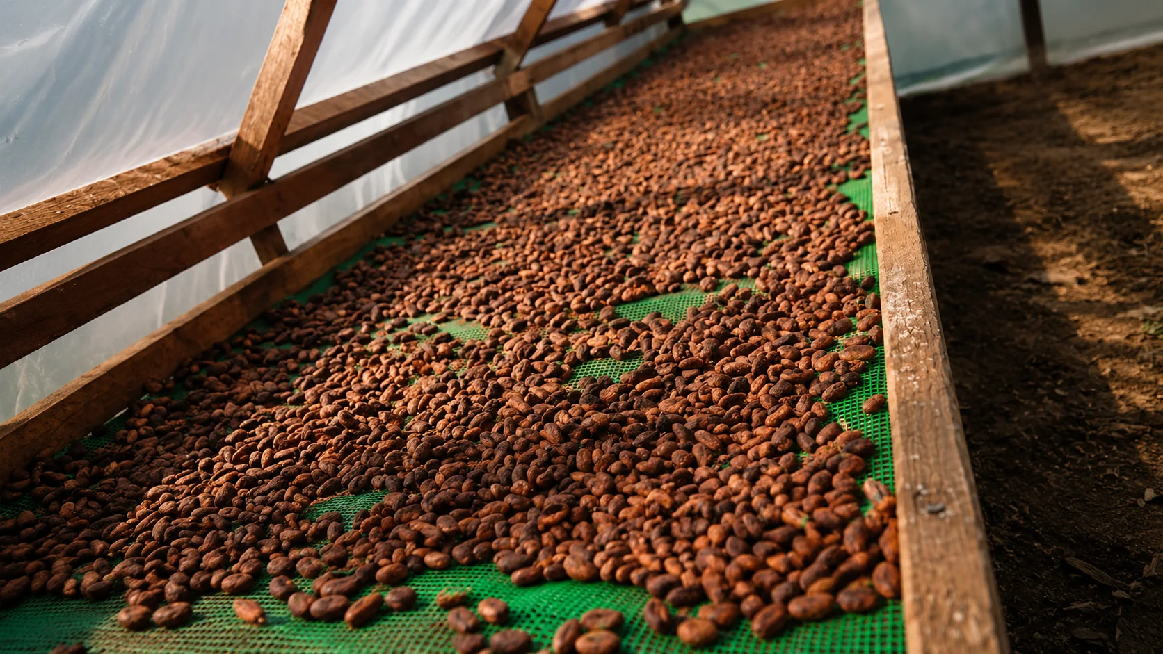 Pasca-panen kakao MK Agro, biji kakao difermentasi dan dikeringkan di rumah pengering