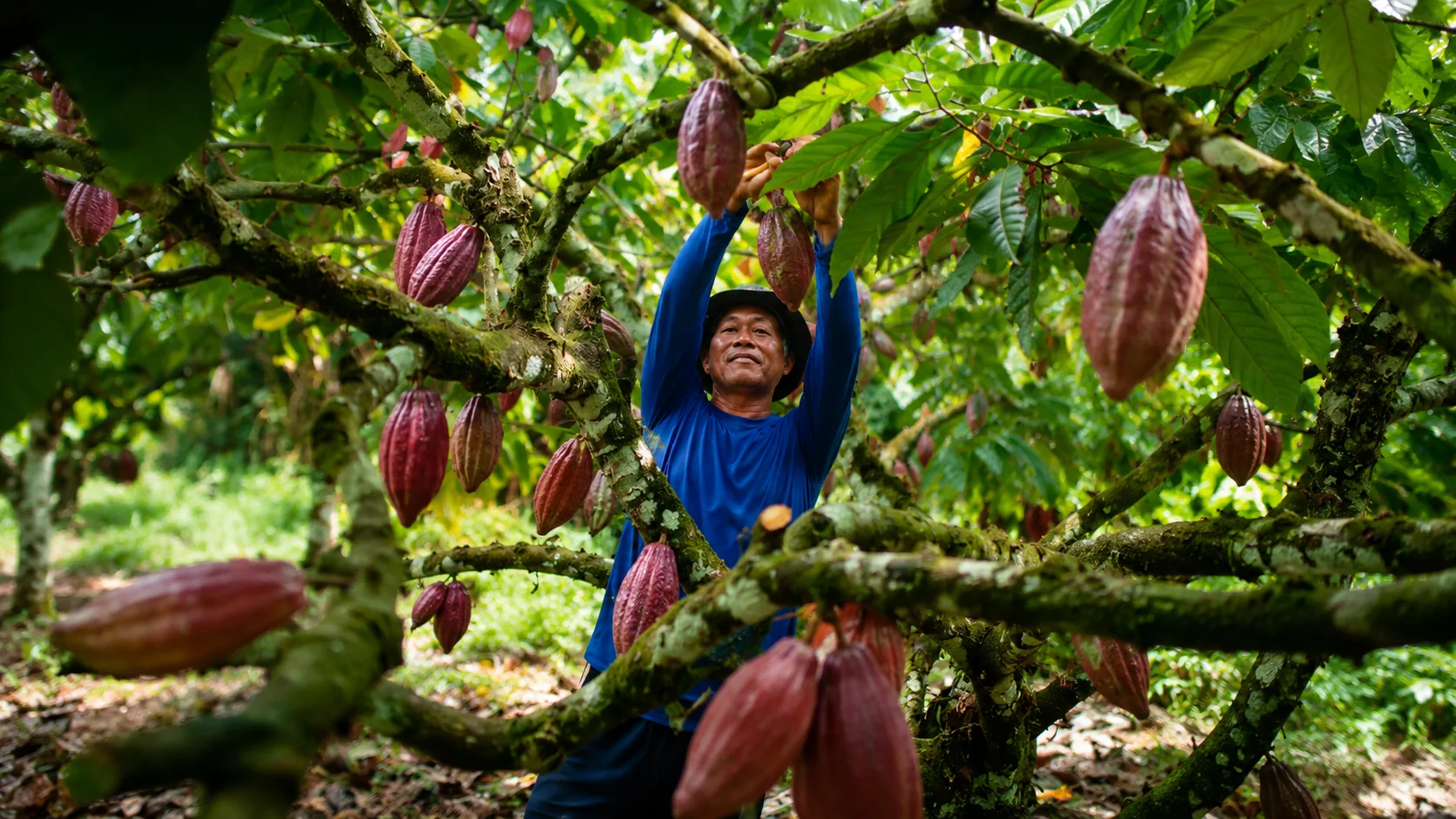 Pendampingan perkebunan kakao MK Agro, petani anggota memanen buah kakao